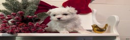 Maltese dogs for sale: Kona - Ad 14