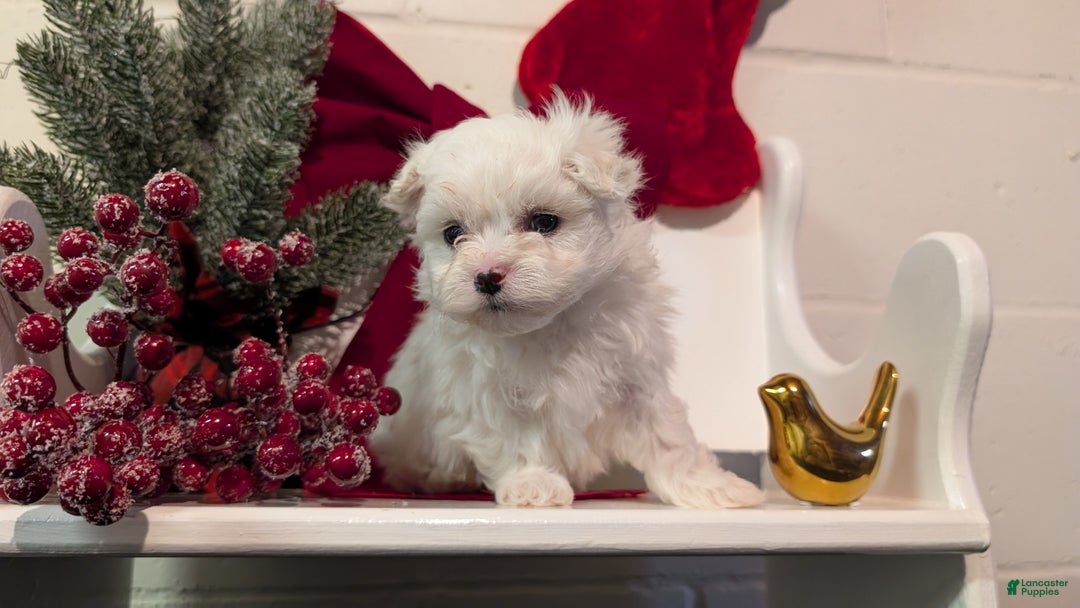 Maltese dogs for sale: Kona - Ad 14