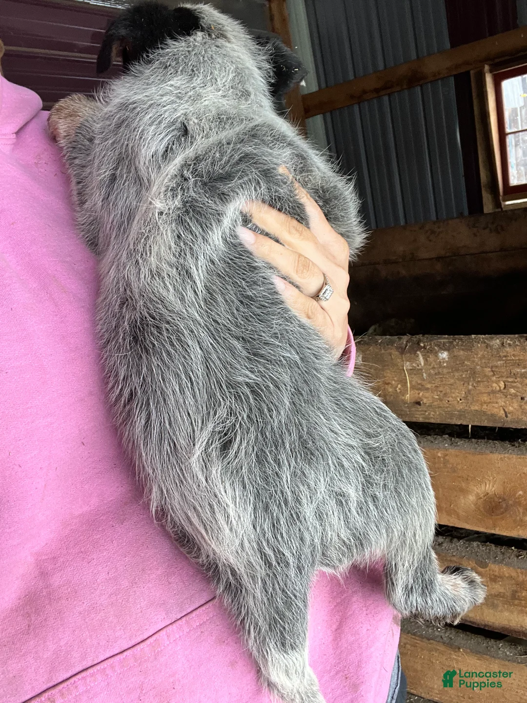 Australian Cattle Dog dogs for sale: Ray - Ad 2