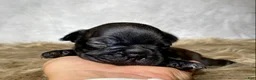 Frenchton dogs for sale: Miss Ruby - Ad 1