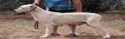 Central Asian Shepherd dogs for sale: Naomi - Ad 6