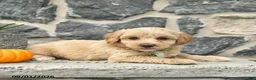 Maltipoo dogs for sale: Cedric  - Ad 2