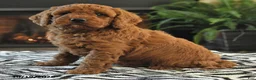 Mini Goldendoodle dogs for sale: Lamar - Ad 4