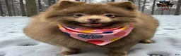 Pomeranian dogs for sale: Rex - Ad 8