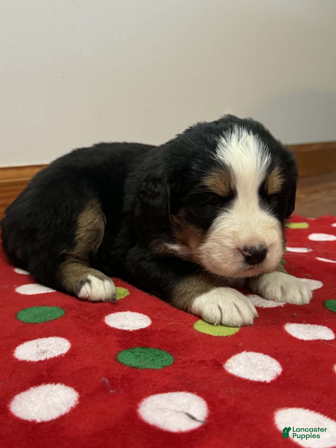 Bernese Mountain Dog dogs for sale: Laurel - Ad 5