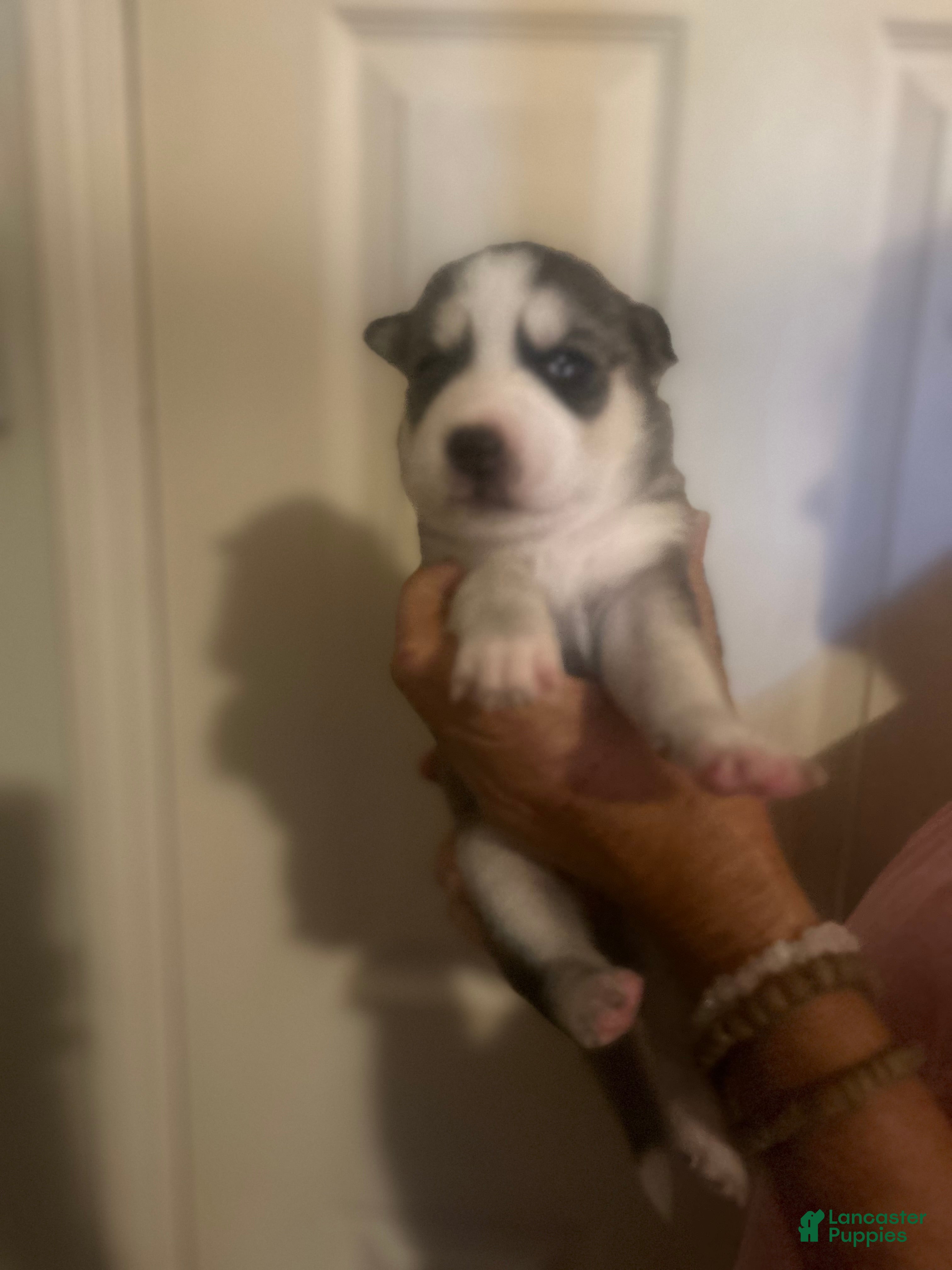 Gerberian Shepsky dogs for sale: Gerberian Shepsky 7 - Ad 2