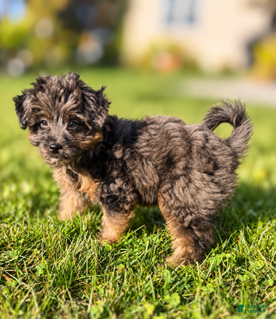 Mini Aussiedoodle dogs for sale: Ivy - Ad 1