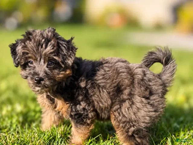Mini Aussiedoodle dogs for sale: Ivy - Ad 1