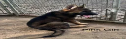 German Shepherd dogs for sale: Orange Boy German Shepherd 3 - Ad 3