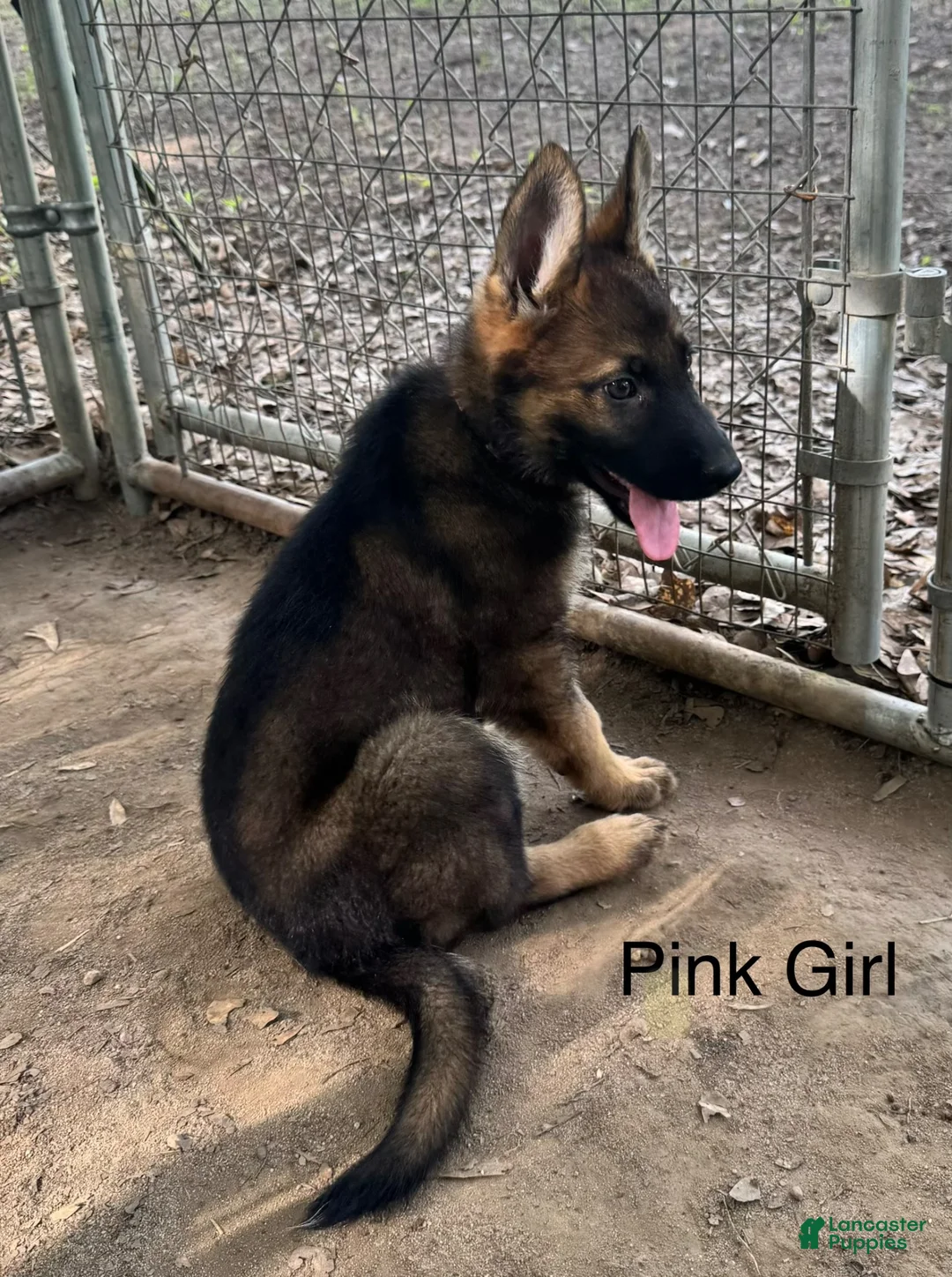 German Shepherd dogs for sale: Orange Boy German Shepherd 3 - Ad 3