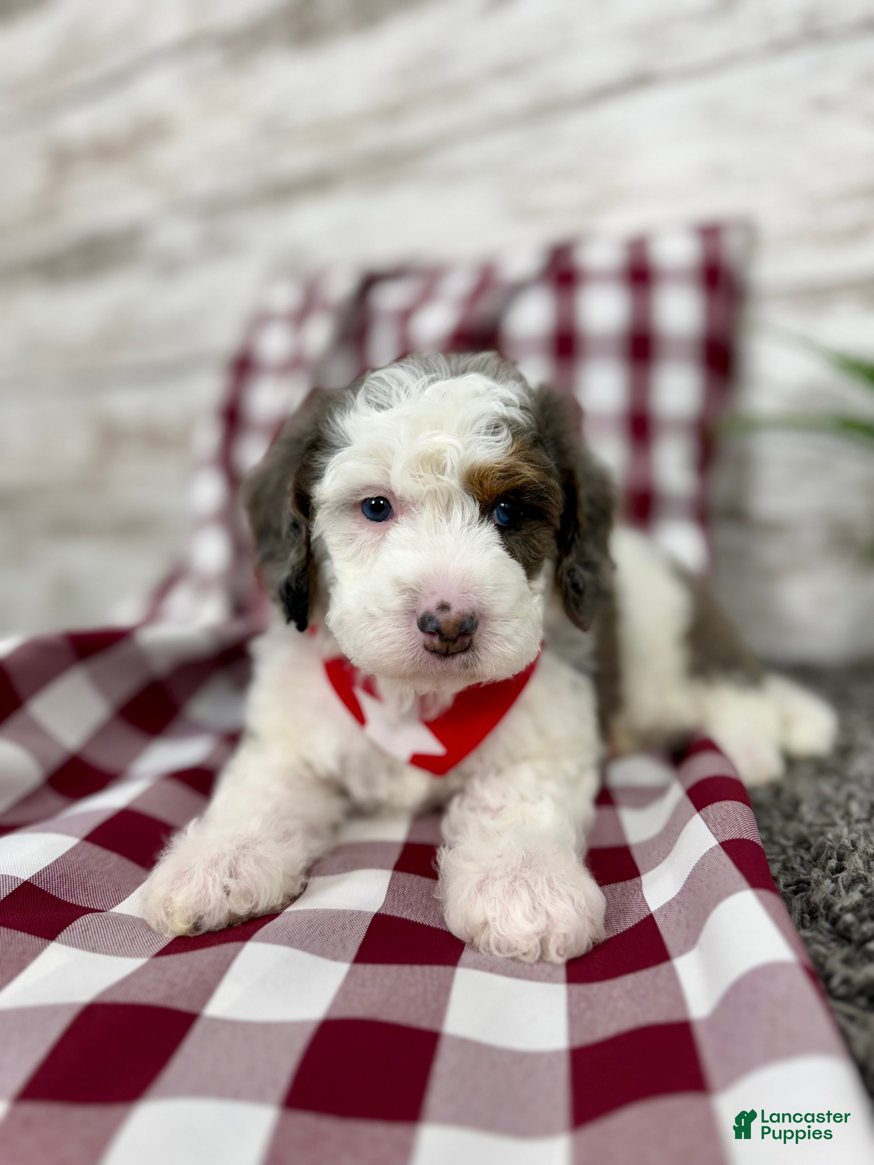 Mini Bernedoodle dogs Enzo - Ad 5