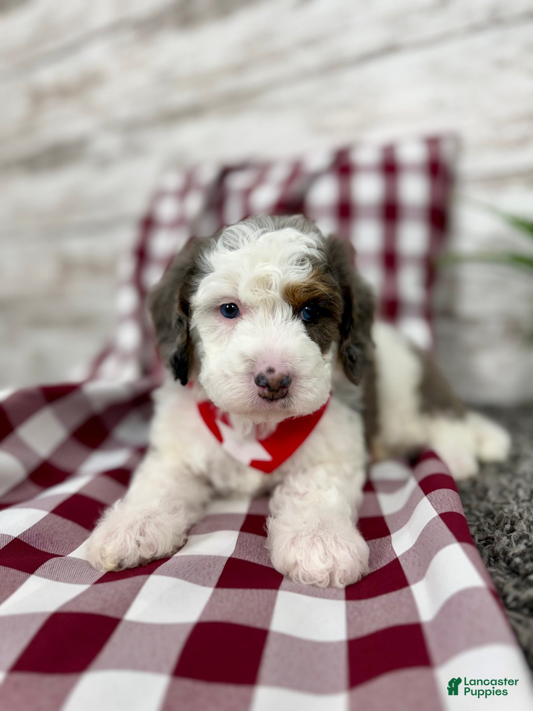 Mini Bernedoodle dogs for sale: Enzo - Ad 1