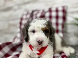 Mini Bernedoodle dogs Enzo - Ad 4