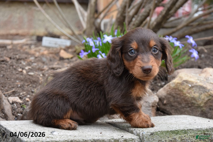 Miniature Dachshund dogs Roscoe - Ad 1