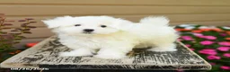 Maltese dogs for sale: Cody - Ad 4