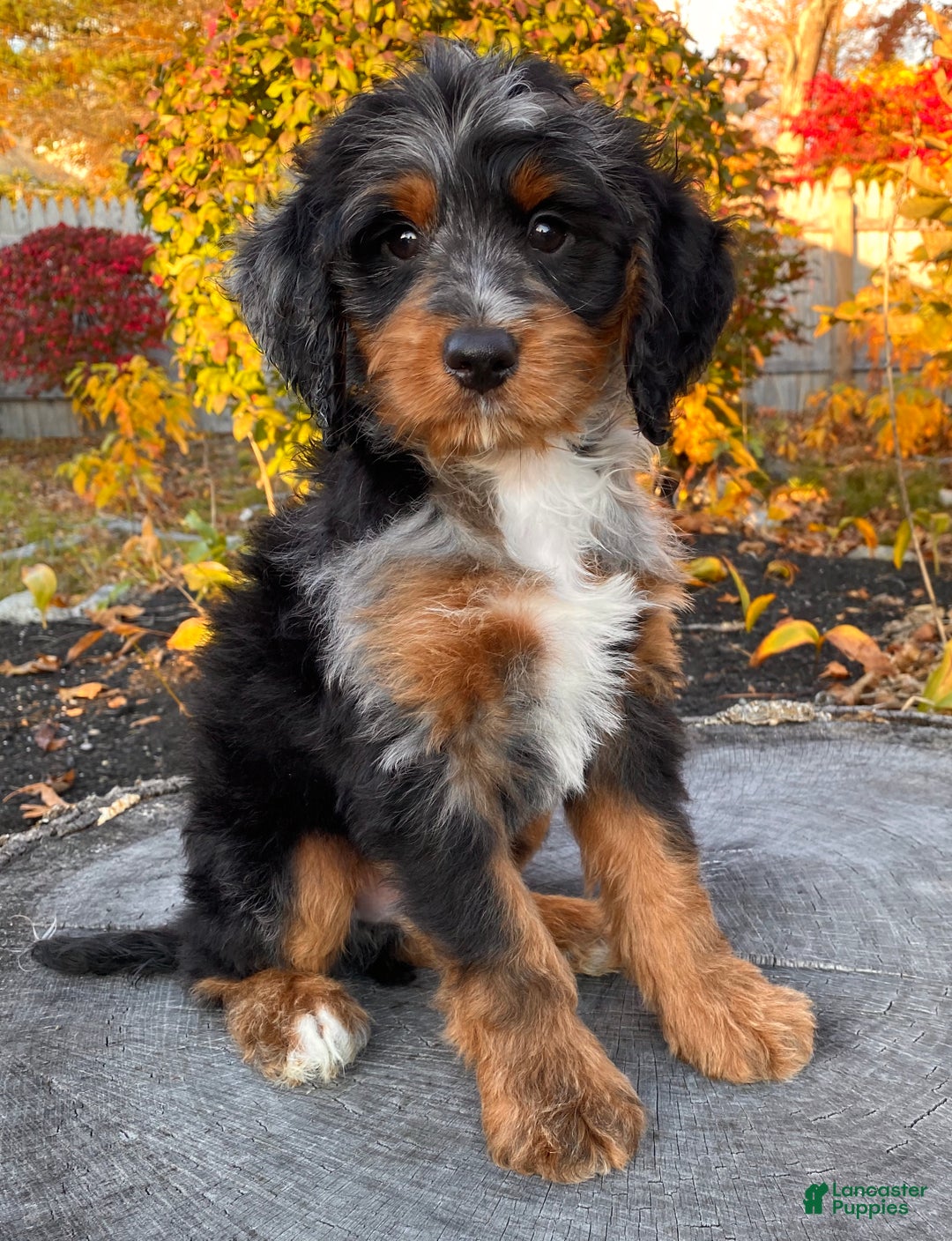 Mini Bernedoodle dogs for sale: 💛 IN BOSTON MASSACHUSETTS AREA 💛 UNIQUE COLOR & COAT COMBINATION 💛 MINI BERNEDOODLE 💛 - Ad 10