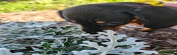 Miniature Dachshund dogs for sale: Zara - Ad 12