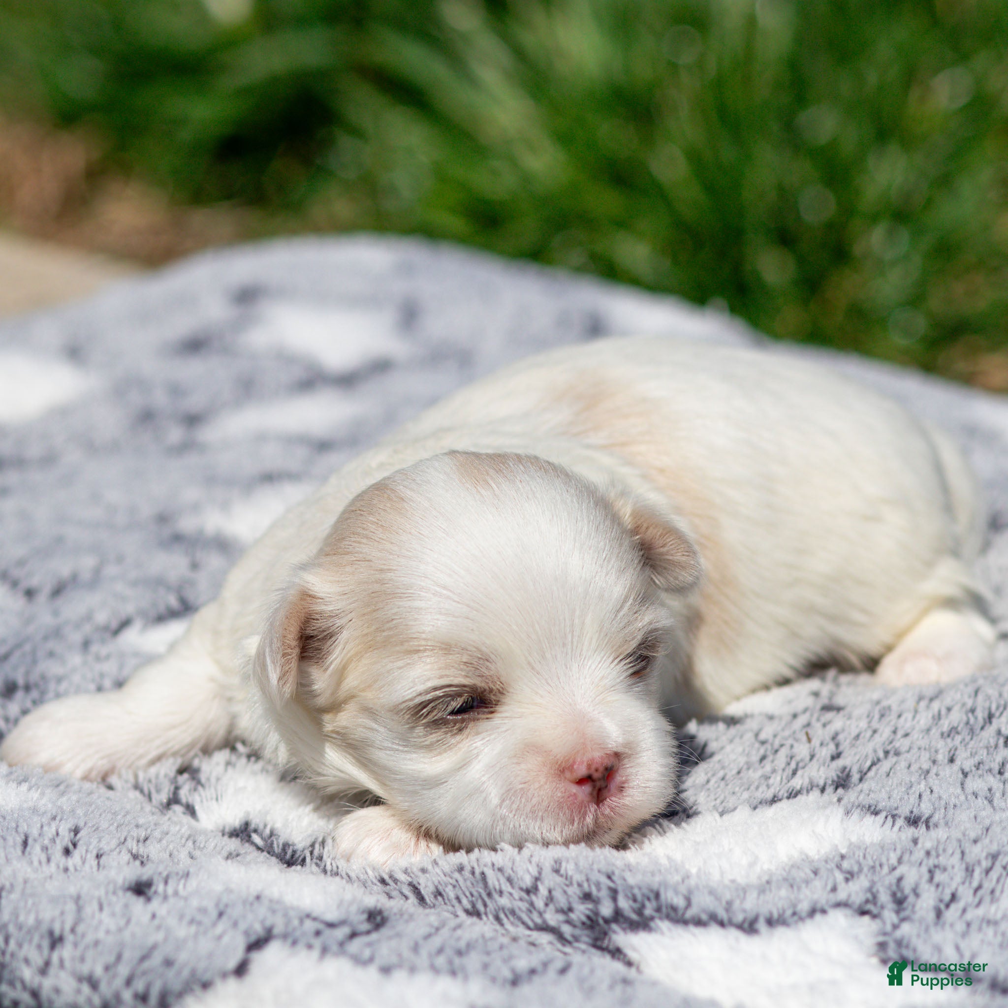 Maltese dogs Millie Maltese Puppy  - Ad 2