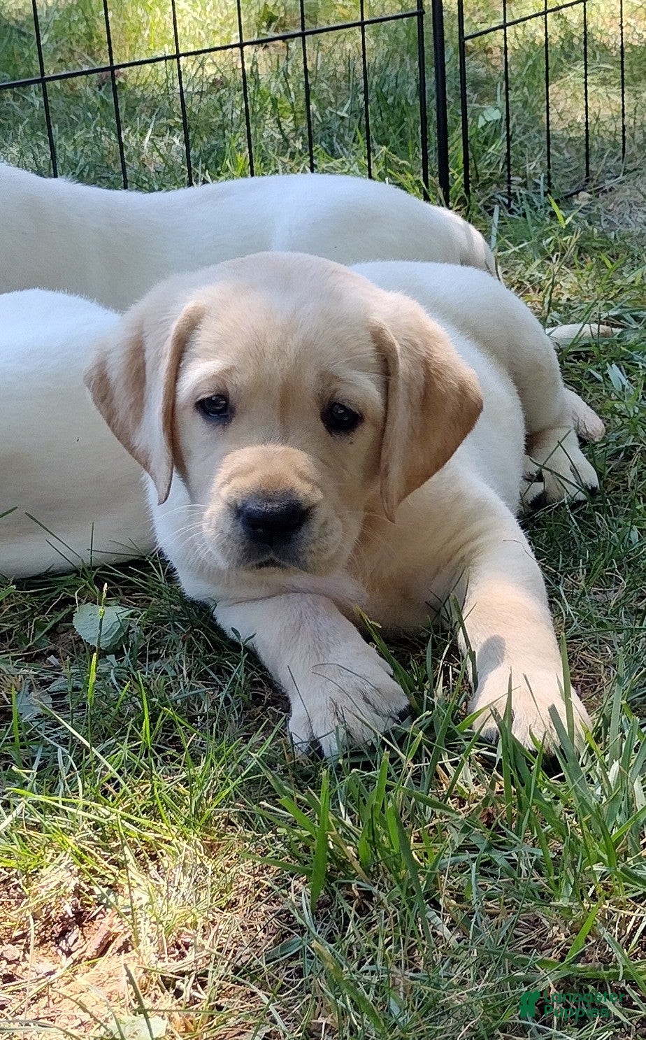 Labrador Retriever dogs Ginger - Ad 1