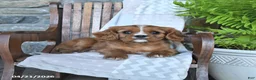 Cavalier King Charles Spaniel dogs for sale: Biscuit - Ad 3