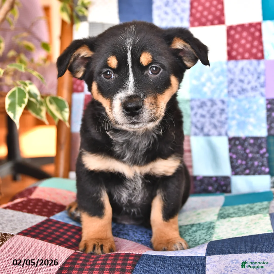 Mixed Breed dogs for sale: Frolic - Ad 1