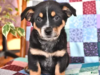 Mixed Breed dogs Frolic - Ad 19