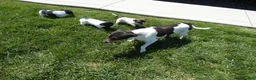 Jack Russell Terrier dogs for sale: Jack Russell Terrier Puppy 3 Sandy - Ad 5