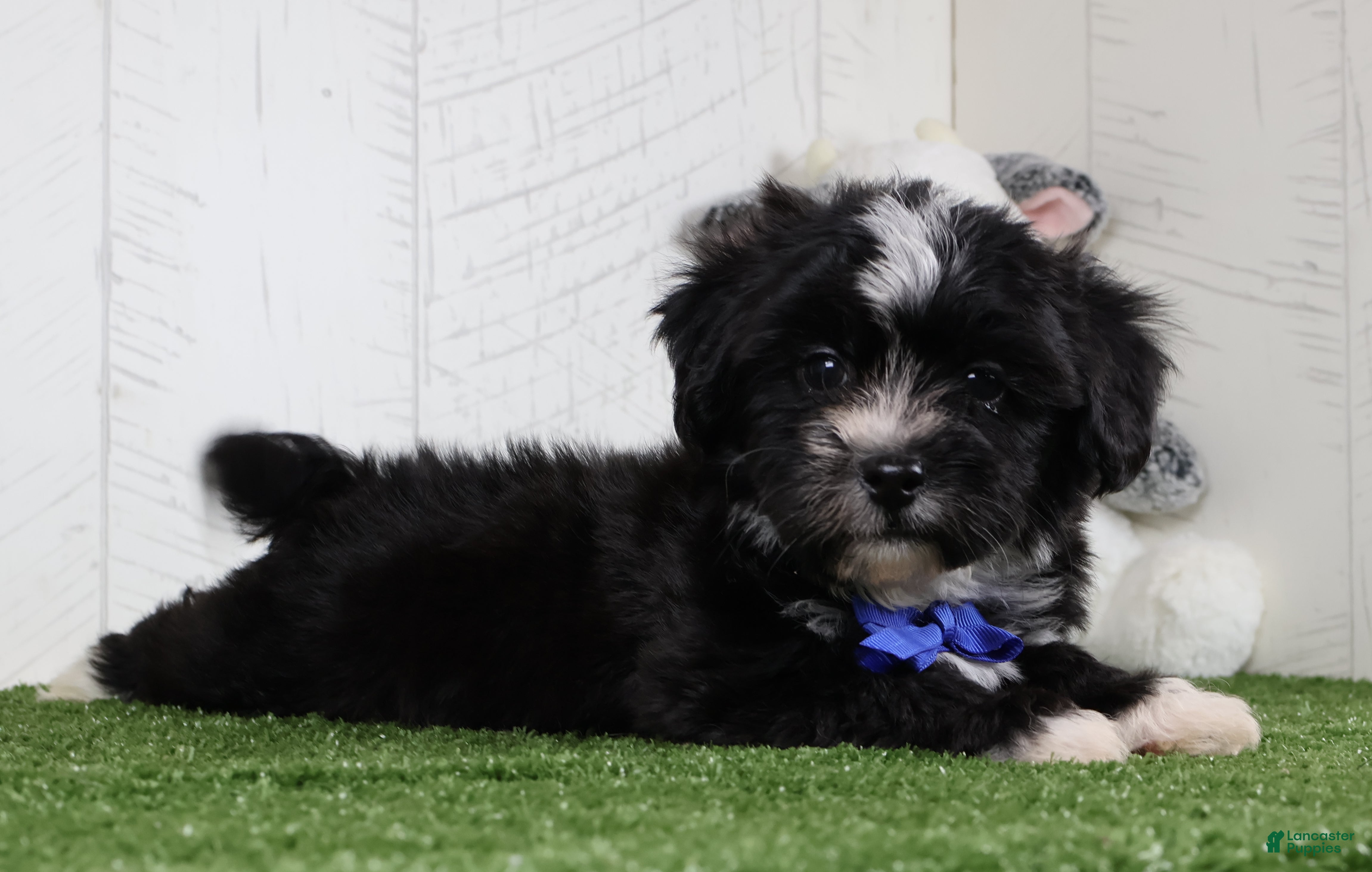 Teddy Bear dogs Micah - Ad 1
