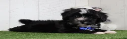 Teddy Bear dogs for sale: Micah - Ad 1
