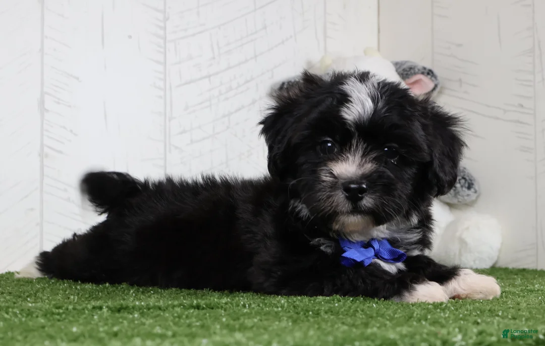 Teddy Bear dogs for sale: Micah - Ad 1