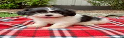 Shih Tzu dogs for sale: Tessa - Ad 3