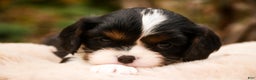 Cavalier King Charles Spaniel dogs for sale: Charlie - Ad 2
