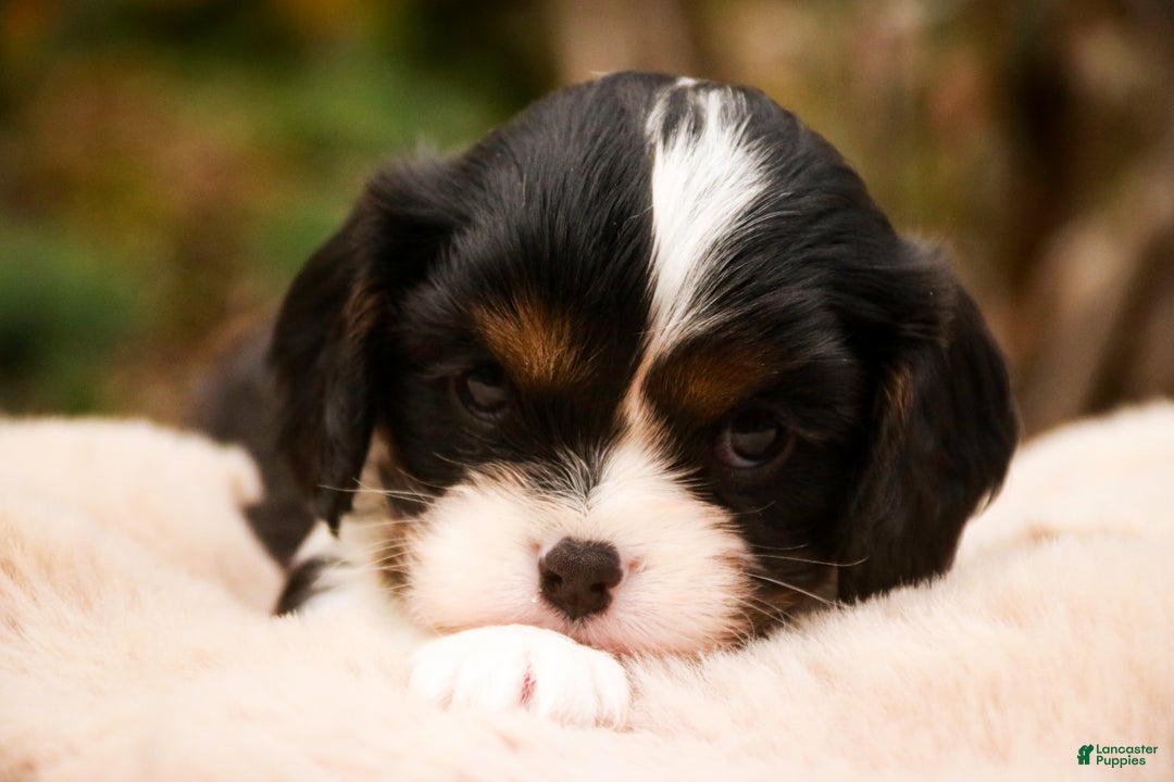 Cavalier King Charles Spaniel dogs for sale: Charlie - Ad 2