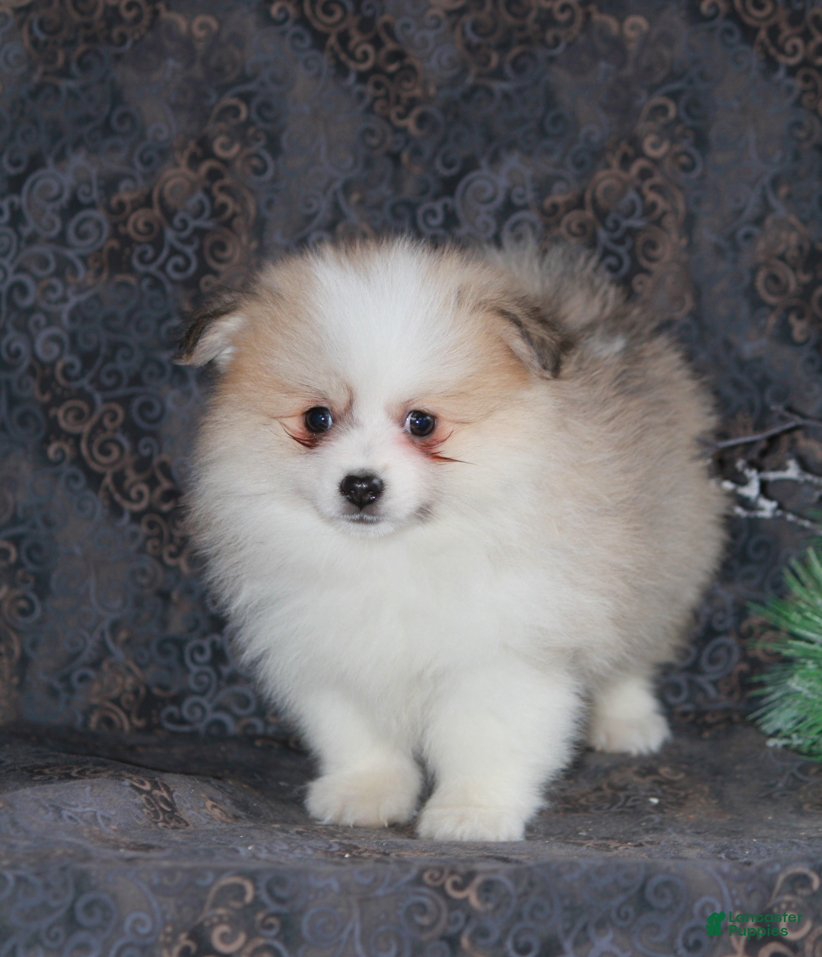 Pomeranian dogs Parker - Ad 2