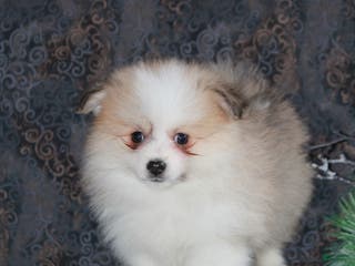 Pomeranian dogs Parker - Ad 41