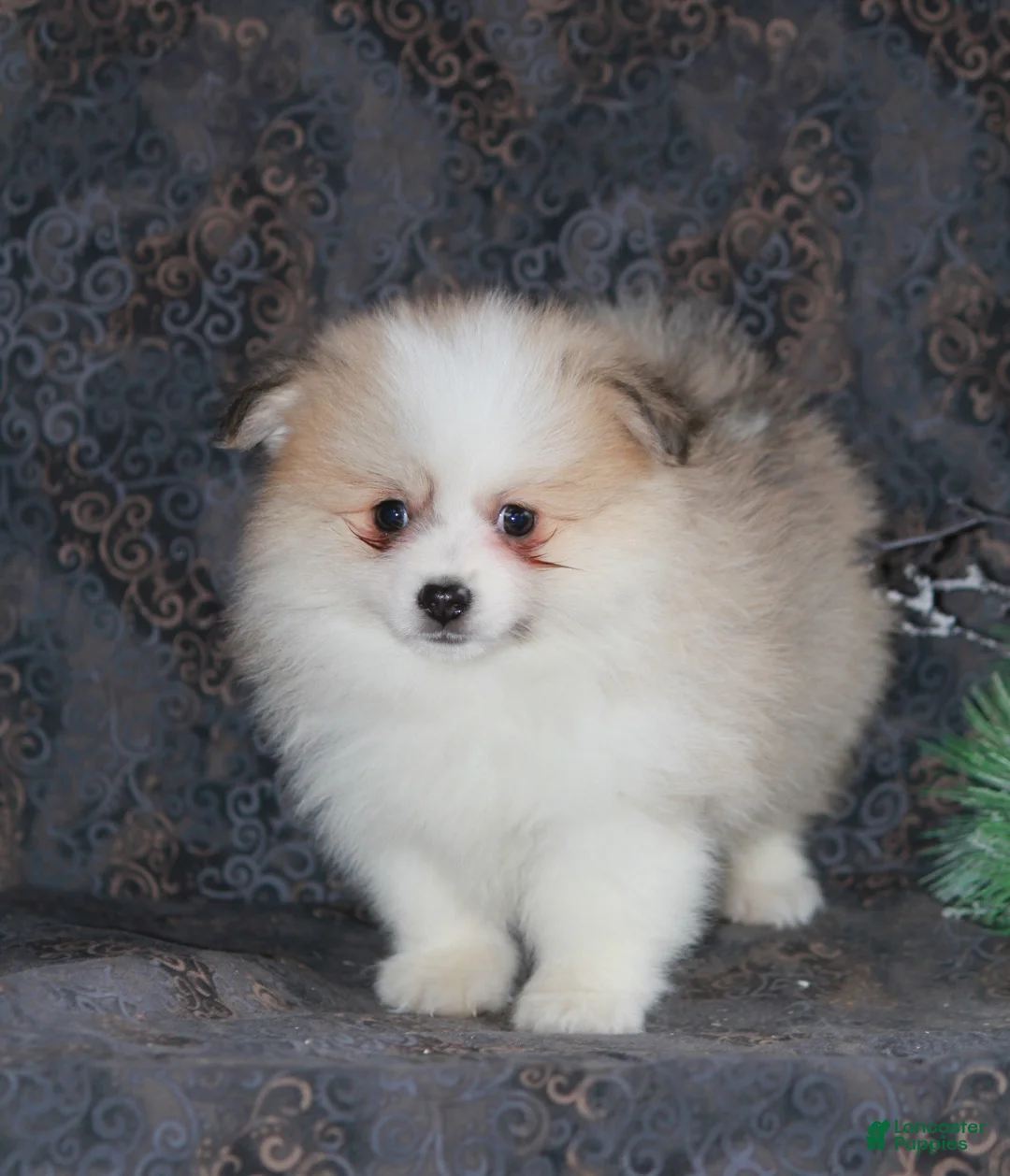 Pomeranian dogs for sale: Parker - Ad 3