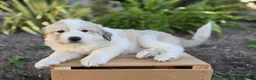 Great Pyrenees dogs for sale: Kate - Ad 9