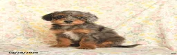 Mini Goldendoodle dogs for sale: Oriana - Ad 1