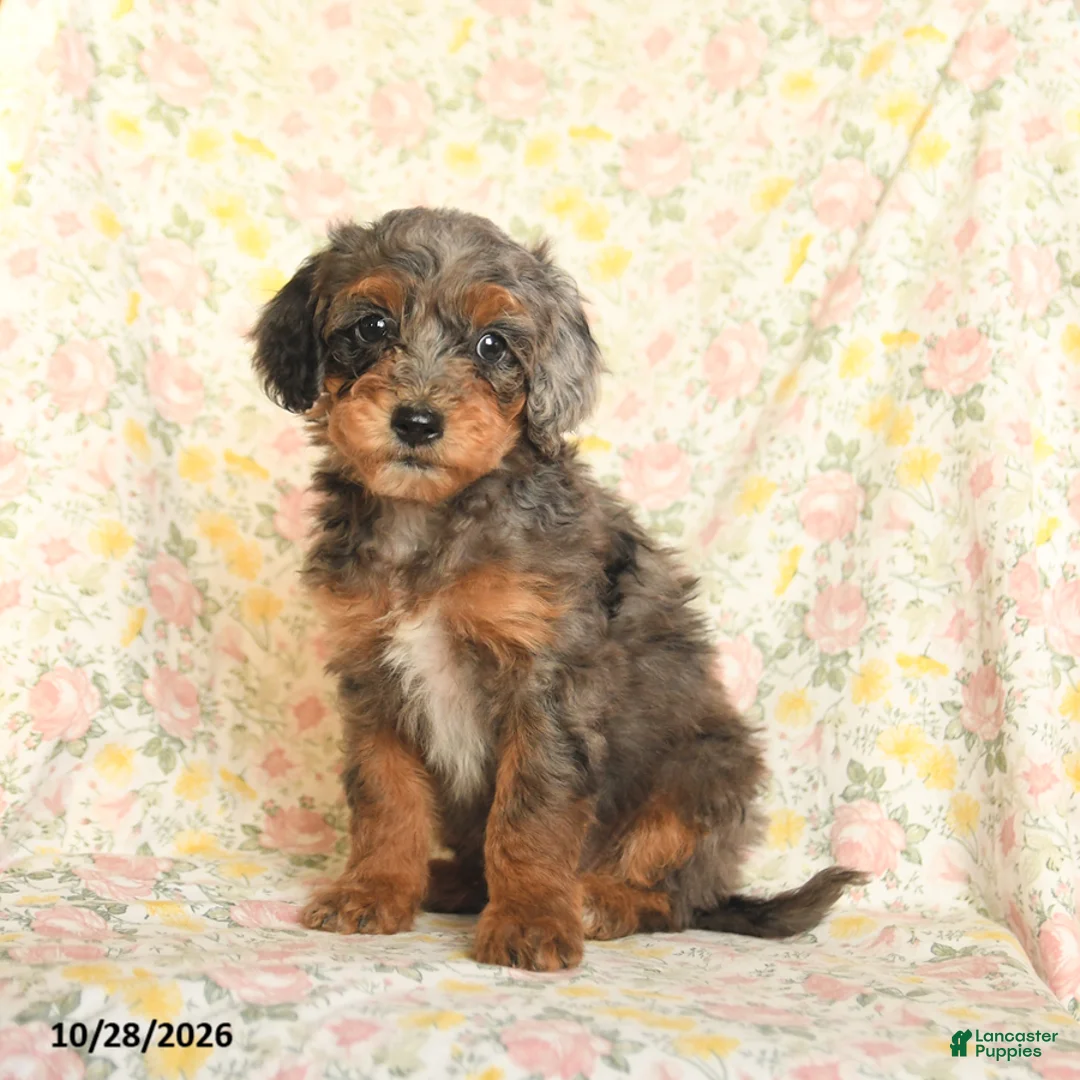 Mini Goldendoodle dogs for sale: Oriana - Ad 1