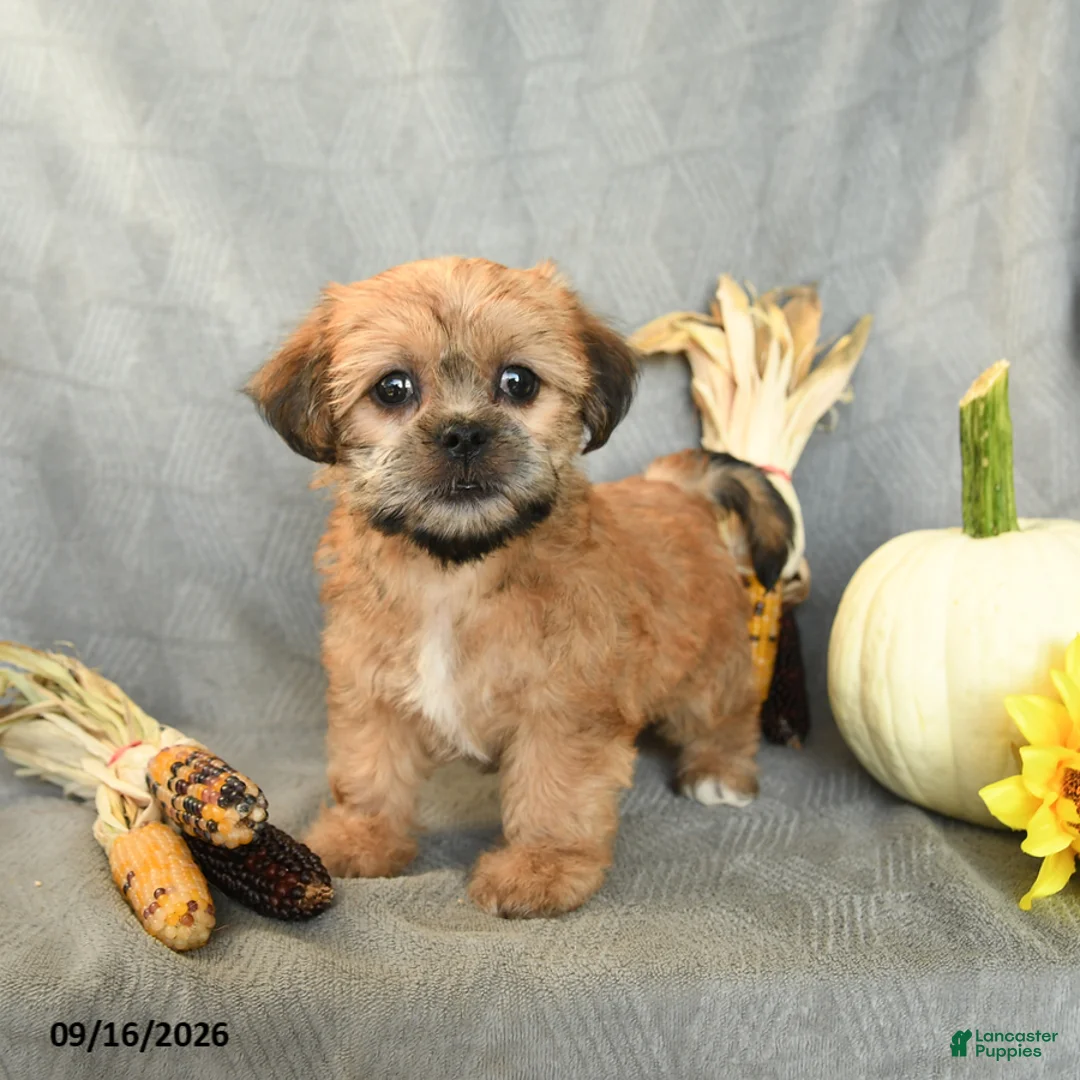 Shorkie dogs for sale: Milky Way - Ad 2