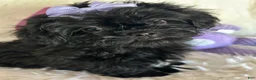 Shihpoo dogs for sale: Shihpoo 2 - Ad 3