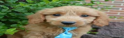 Mini Goldendoodle dogs for sale: Mini Gus - Ad 11
