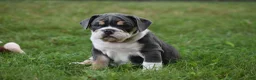 Beabull dogs for sale: Indy - Ad 1
