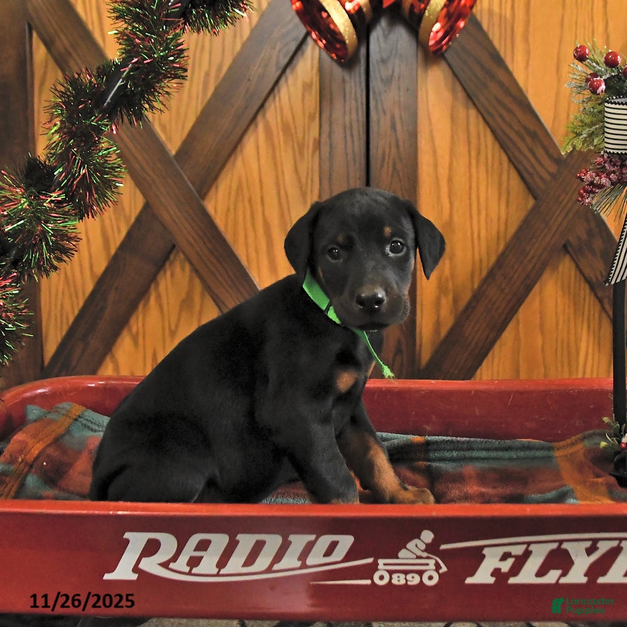 Doberman Pinscher dogs Mack  - Ad 8