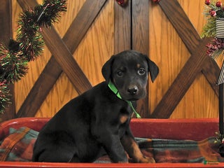 Doberman Pinscher dogs Mack - Ad 16