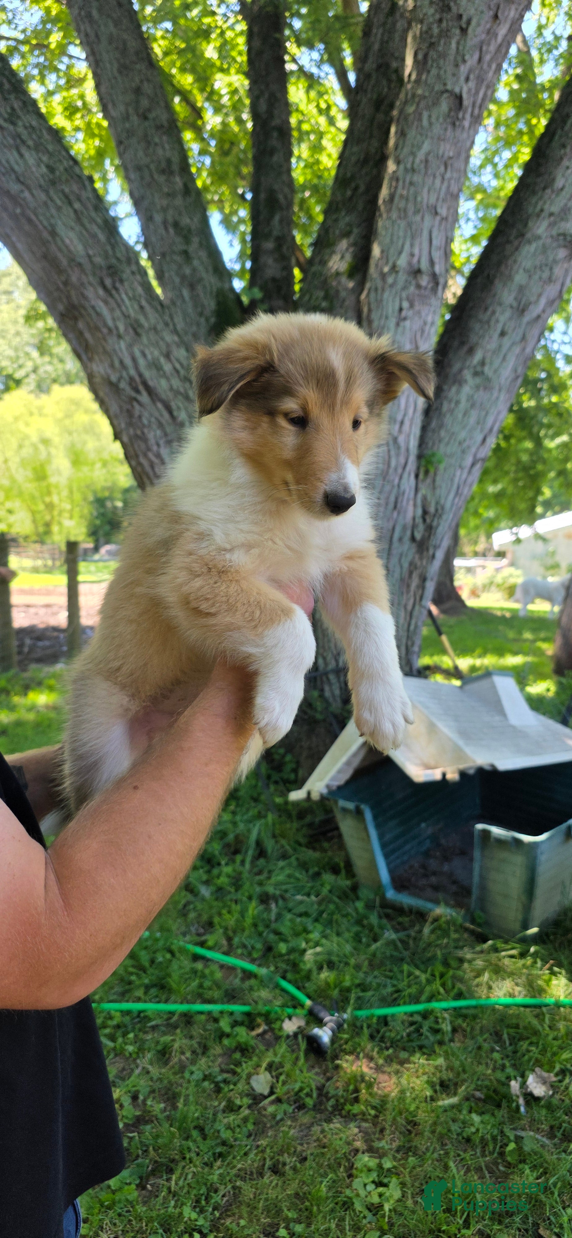 Collie dogs Collie Puppy 6 - Ad 2