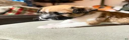 Mixed Breed dogs for sale: Mixed Breed 2 - Ad 8