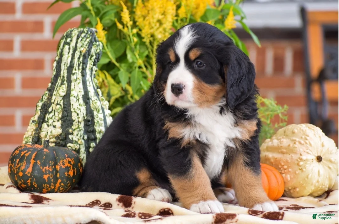 Miniature Bernese Mountain Dog dogs for sale: Lee - Ad 2