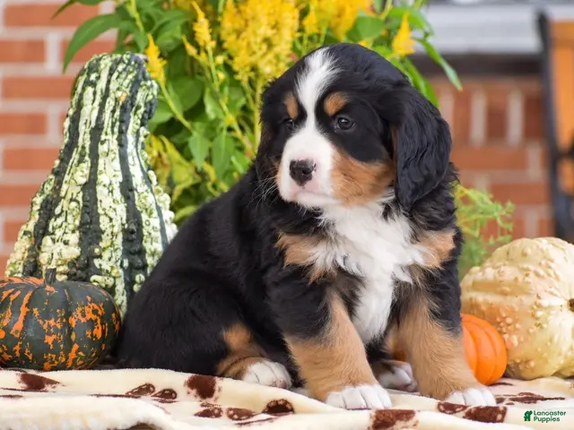 Miniature Bernese Mountain Dog dogs Lee - Ad 2