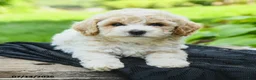 Bichpoo dogs for sale: Henry - Ad 3